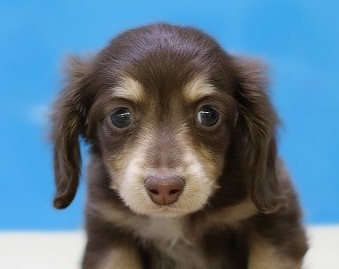 埼玉県のミニチュアダックスフンド(ロング) (かねだい草加店/2025年11月24日生まれ/男の子/チョコレートイエロー)の子犬の2枚目の画像