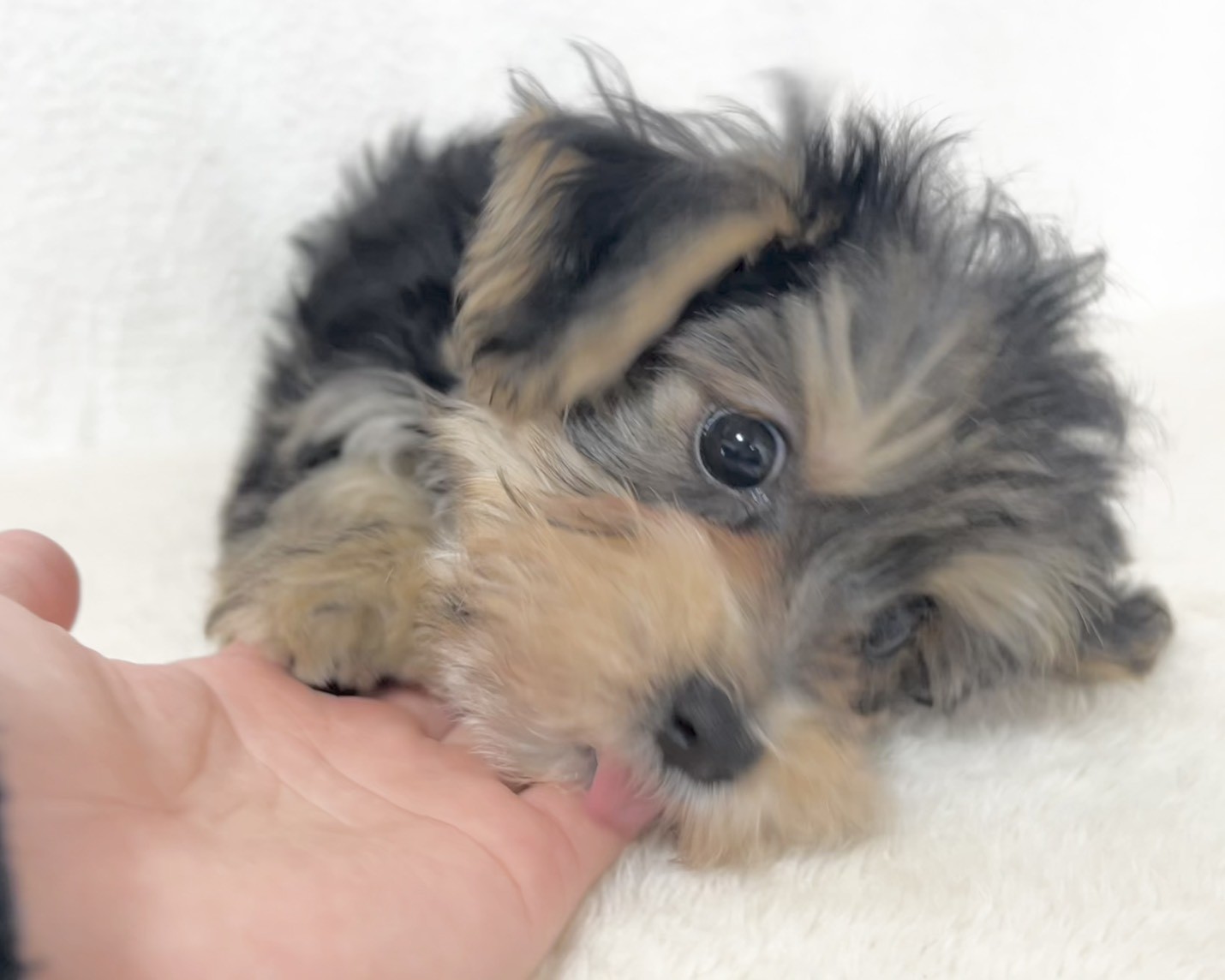 群馬県のマルキー/マルヨーキー(マルチーズ×ヨークシャーテリア) (かねだいペットトライアル桐生/2025年11月27日生まれ/男の子/スチールブルータン)の子犬の2枚目の画像