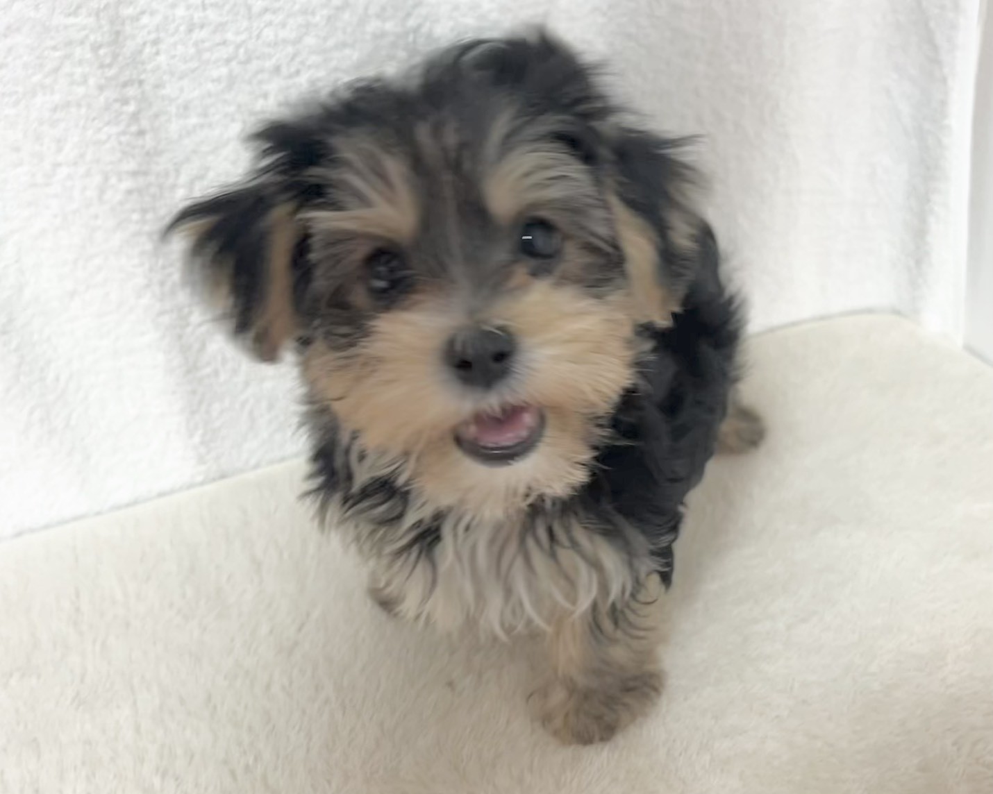 群馬県のマルキー/マルヨーキー(マルチーズ×ヨークシャーテリア) (かねだいペットトライアル桐生/2025年11月27日生まれ/男の子/スチールブルータン)の子犬の3枚目の画像