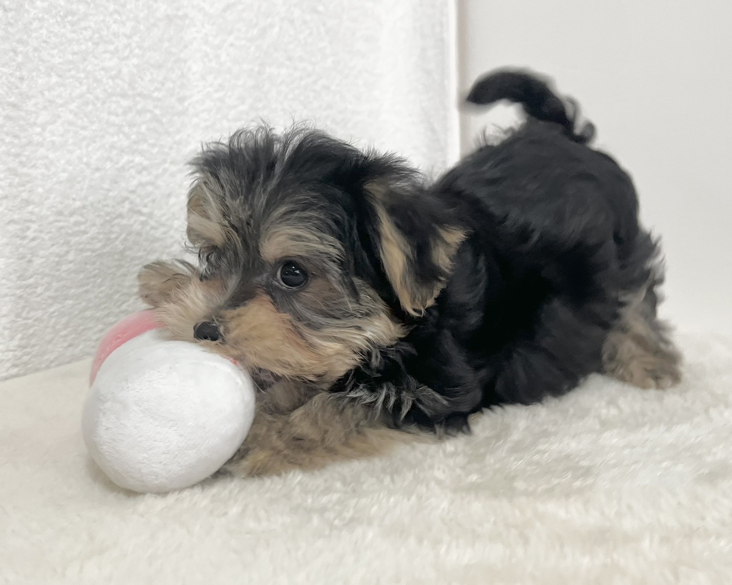 群馬県のマルキー/マルヨーキー(マルチーズ×ヨークシャーテリア) (かねだいペットトライアル桐生/2025年11月27日生まれ/男の子/スチールブルータン)の子犬の4枚目の画像