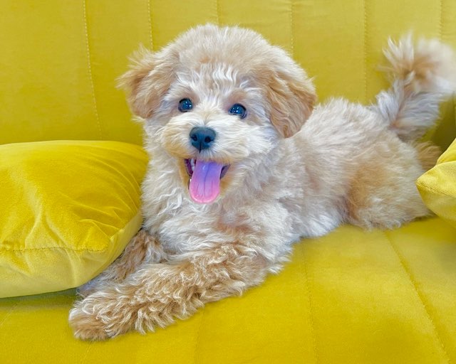 群馬県のハーフ犬・ミックス犬 (かねだいペットトライアル前橋/2025年10月5日生まれ/女の子/アプリコット)の子犬の1枚目の画像