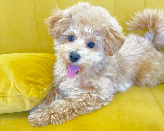 群馬県のハーフ犬・ミックス犬 (かねだいペットトライアル前橋/2025年10月5日生まれ/女の子/アプリコット)の子犬の2枚目の画像