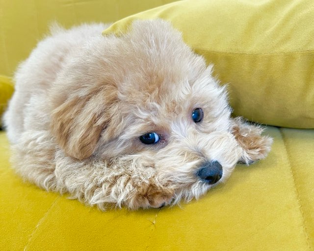 群馬県のハーフ犬・ミックス犬 (かねだいペットトライアル前橋/2025年10月5日生まれ/女の子/アプリコット)の子犬の3枚目の画像