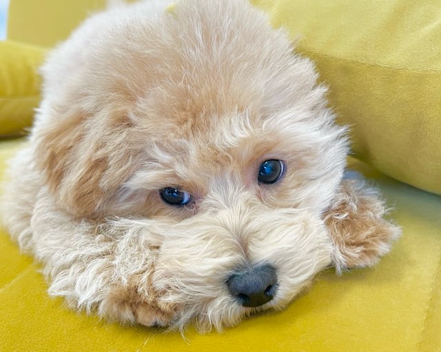 群馬県のハーフ犬・ミックス犬 (かねだいペットトライアル前橋/2025年10月5日生まれ/女の子/アプリコット)の子犬の4枚目の画像