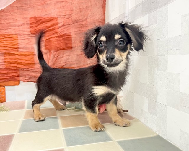 群馬県のチワックス(チワワ×ダックス) (かねだいペットトライアル前橋/2025年10月8日生まれ/男の子/ブラックタン)の子犬の1枚目の画像