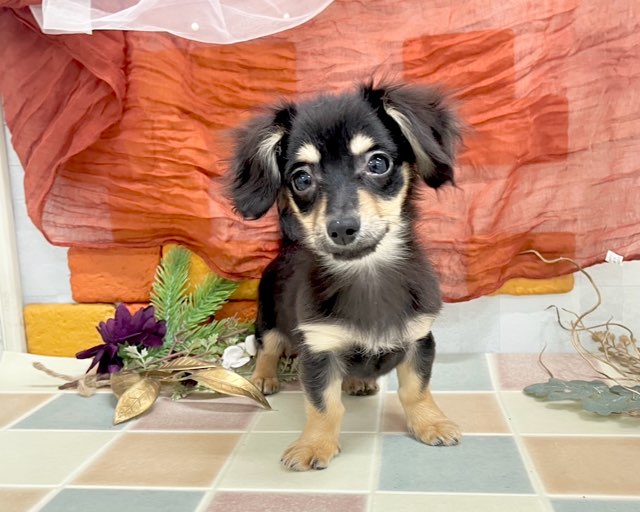 群馬県のチワックス(チワワ×ダックス) (かねだいペットトライアル前橋/2025年10月8日生まれ/男の子/ブラックタン)の子犬の2枚目の画像