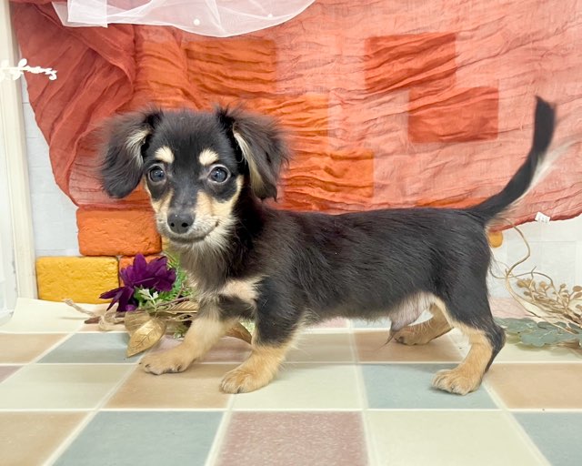 群馬県のチワックス(チワワ×ダックス) (かねだいペットトライアル前橋/2025年10月8日生まれ/男の子/ブラックタン)の子犬の3枚目の画像