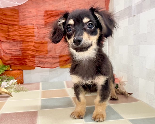 群馬県のチワックス(チワワ×ダックス) (かねだいペットトライアル前橋/2025年10月8日生まれ/男の子/ブラックタン)の子犬の4枚目の画像