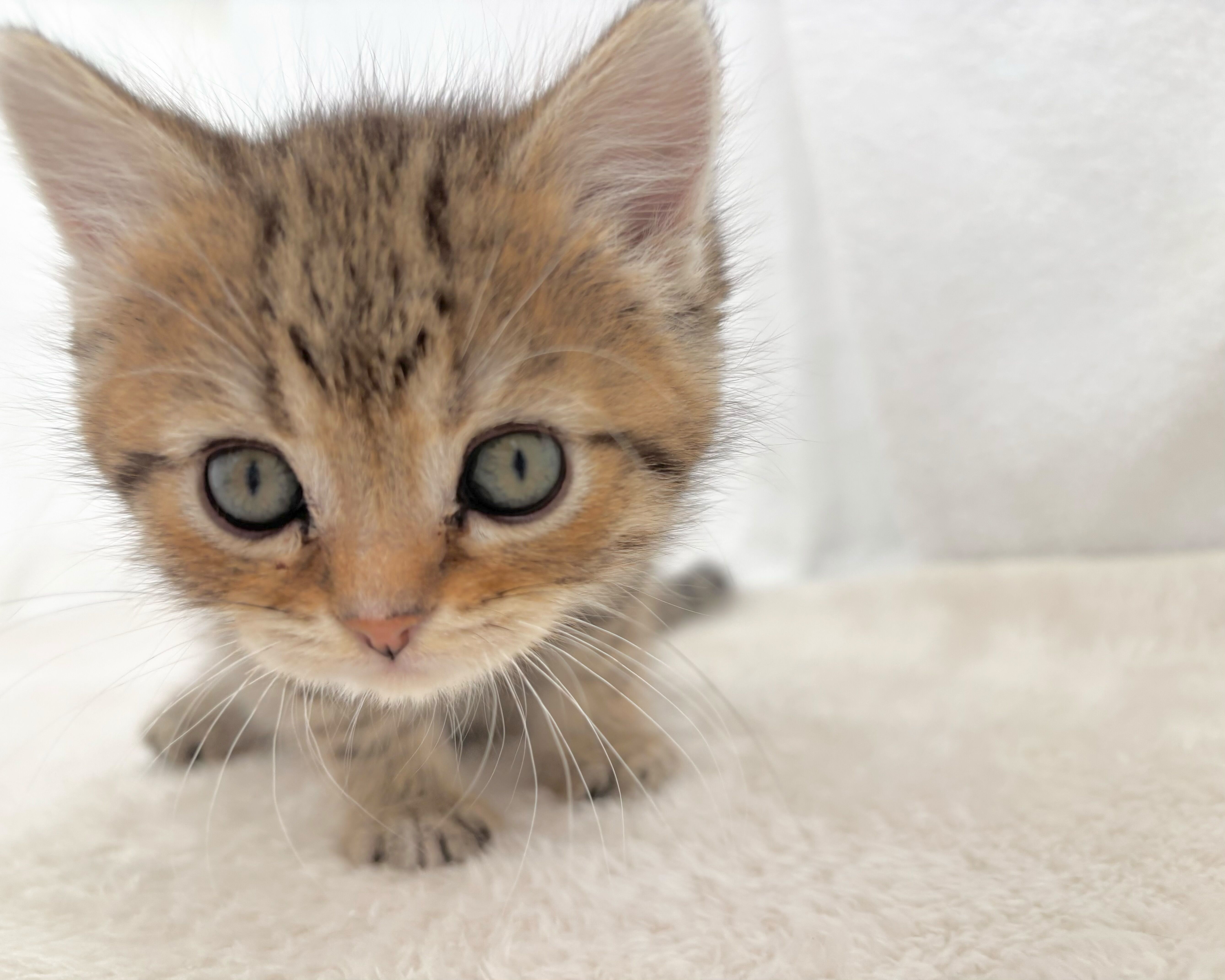 群馬県のハーフ猫・ミックス猫 (かねだいペットトライアル桐生/2025年12月13日生まれ/女の子/レッドタビーホワイト)の子猫