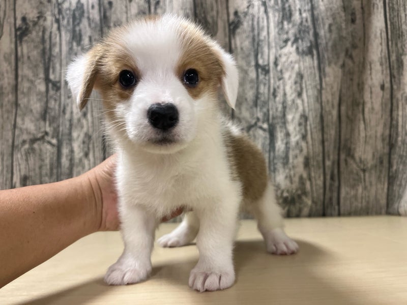 埼玉県のウェルシュコーギーペンブローク (かねだいアクアパーク店/2025年12月2日生まれ/男の子/レッドホワイト)の子犬