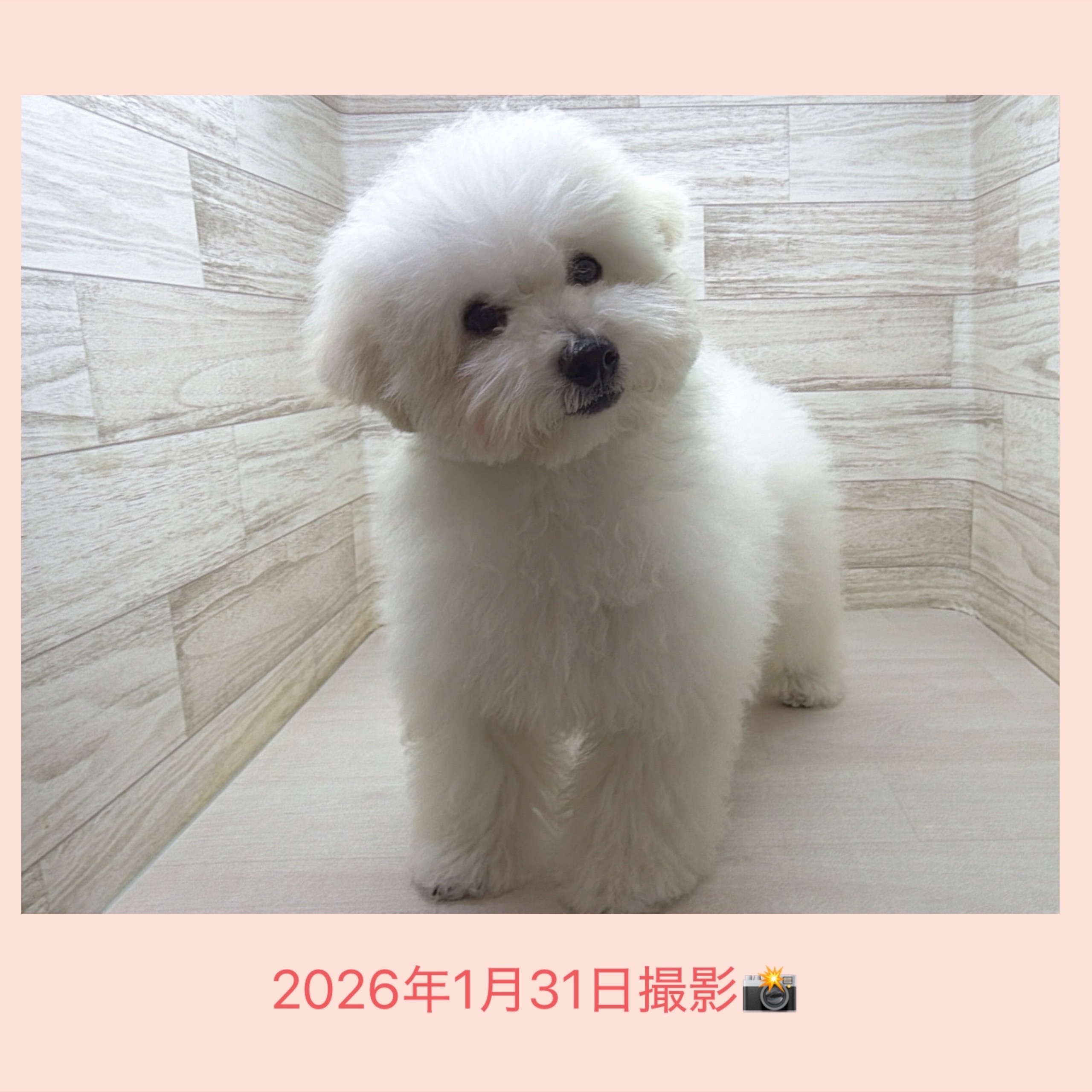 埼玉県のビションプー(ビションフリーゼ×プードル) (かねだい桶川店/2025年9月21日生まれ/男の子/その他色)の子犬の3枚目の画像