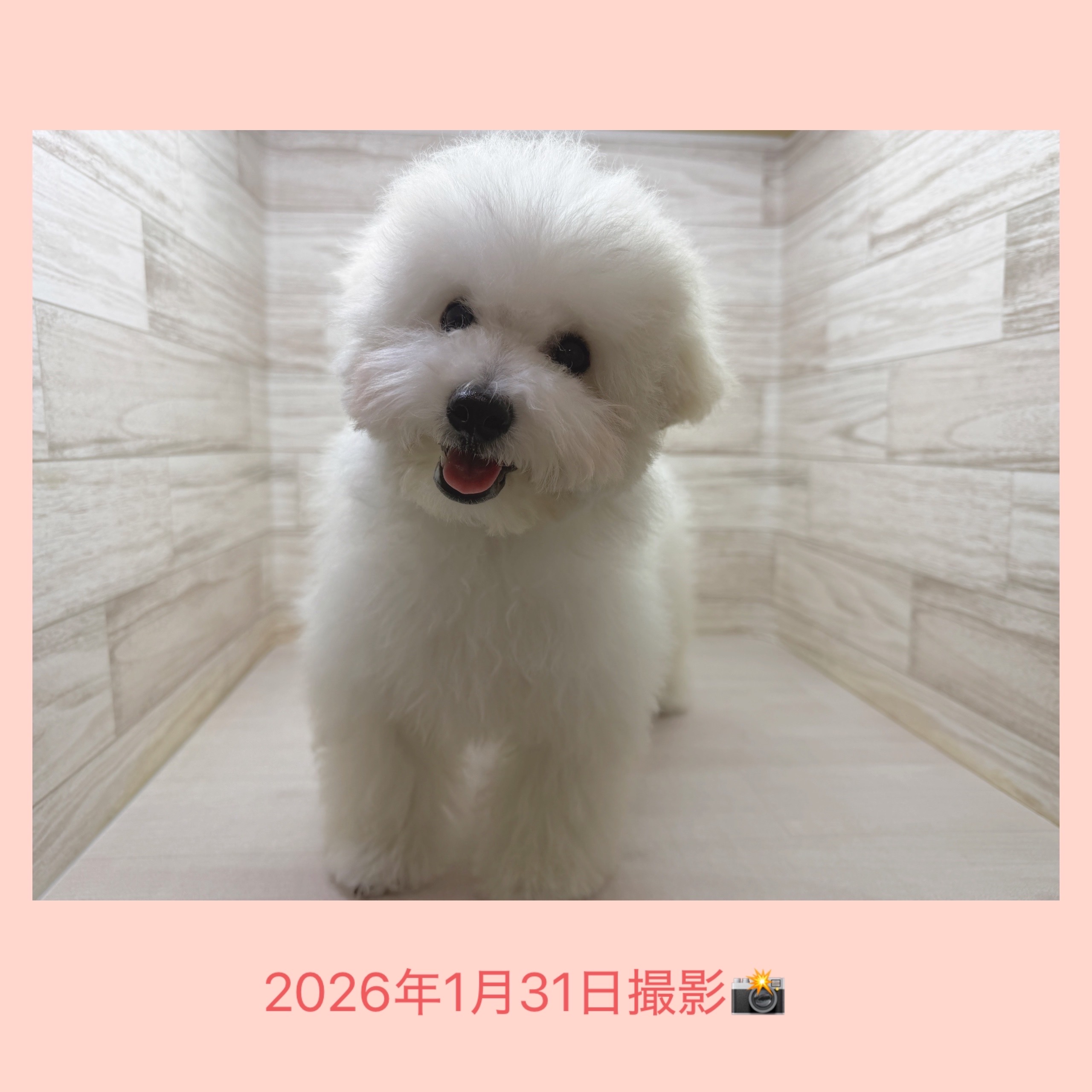 埼玉県のビションプー(ビションフリーゼ×プードル) (かねだい桶川店/2025年9月21日生まれ/男の子/その他色)の子犬の4枚目の画像