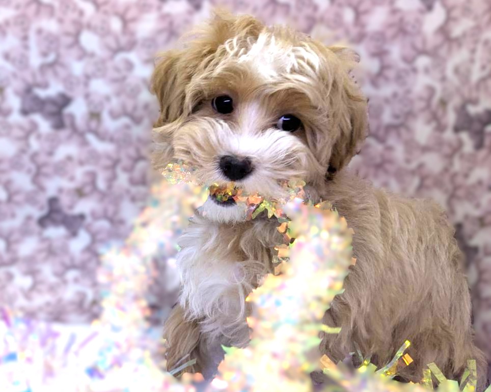 茨城県のマルプー(マルチーズ×プードル) (かねだいペットトライアル利根川/2025年10月8日生まれ/男の子/アプリコット)の子犬の1枚目の画像