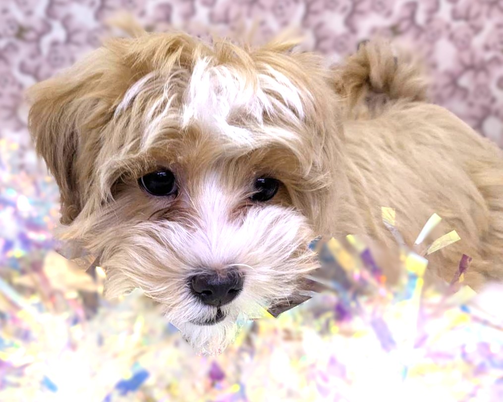 茨城県のマルプー(マルチーズ×プードル) (かねだいペットトライアル利根川/2025年10月8日生まれ/男の子/アプリコット)の子犬の2枚目の画像