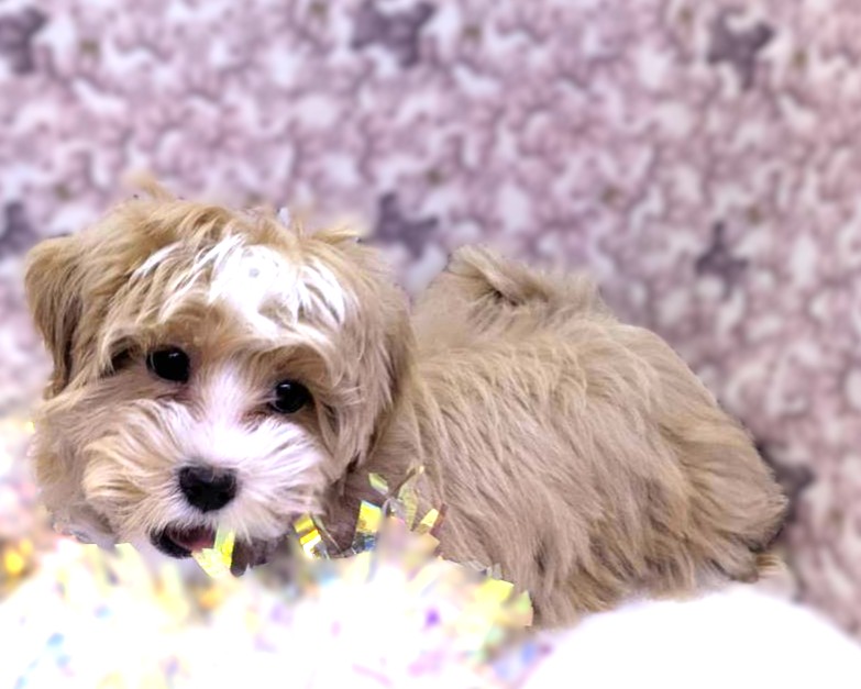 茨城県のマルプー(マルチーズ×プードル) (かねだいペットトライアル利根川/2025年10月8日生まれ/男の子/アプリコット)の子犬の3枚目の画像