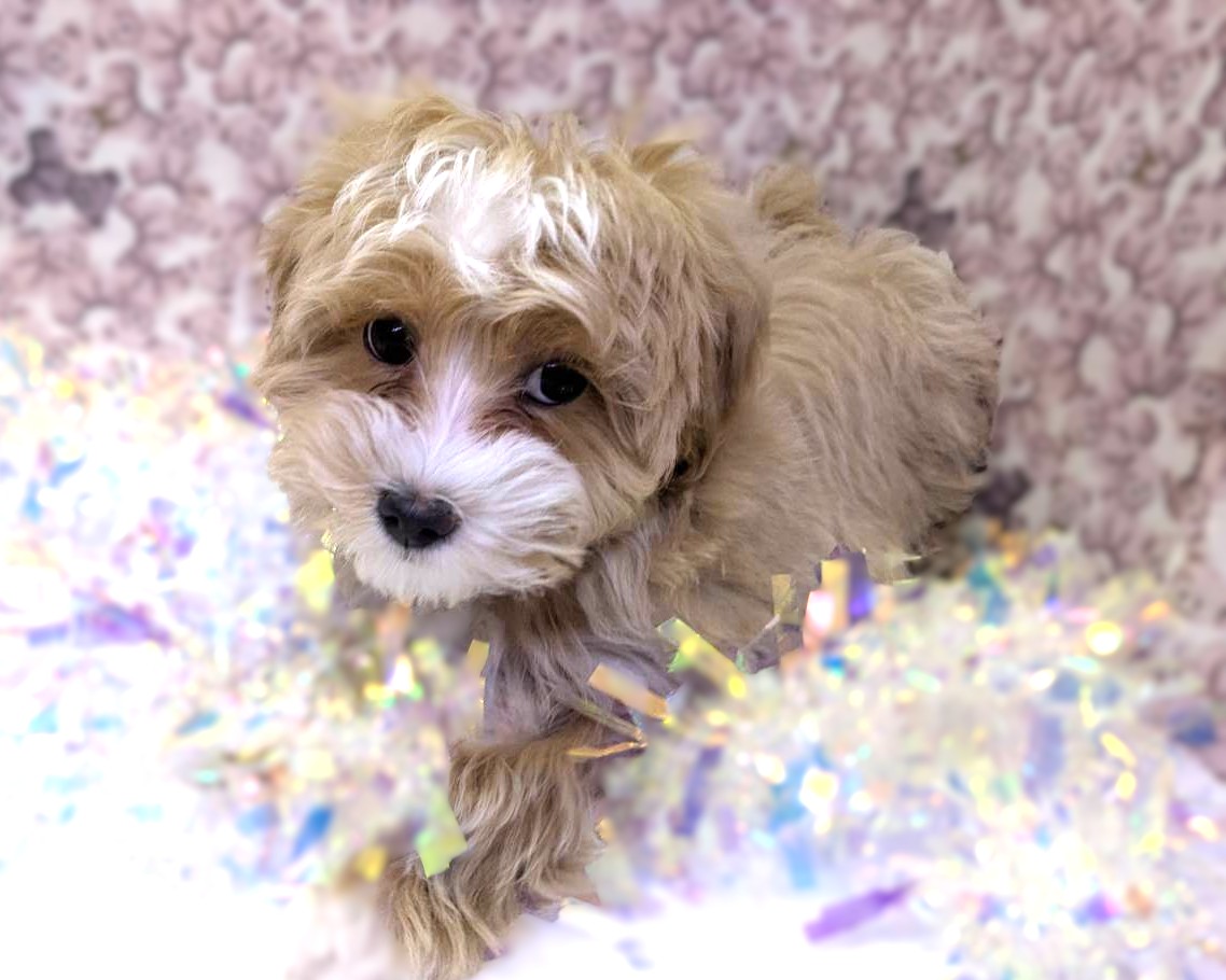 茨城県のマルプー(マルチーズ×プードル) (かねだいペットトライアル利根川/2025年10月8日生まれ/男の子/アプリコット)の子犬の4枚目の画像