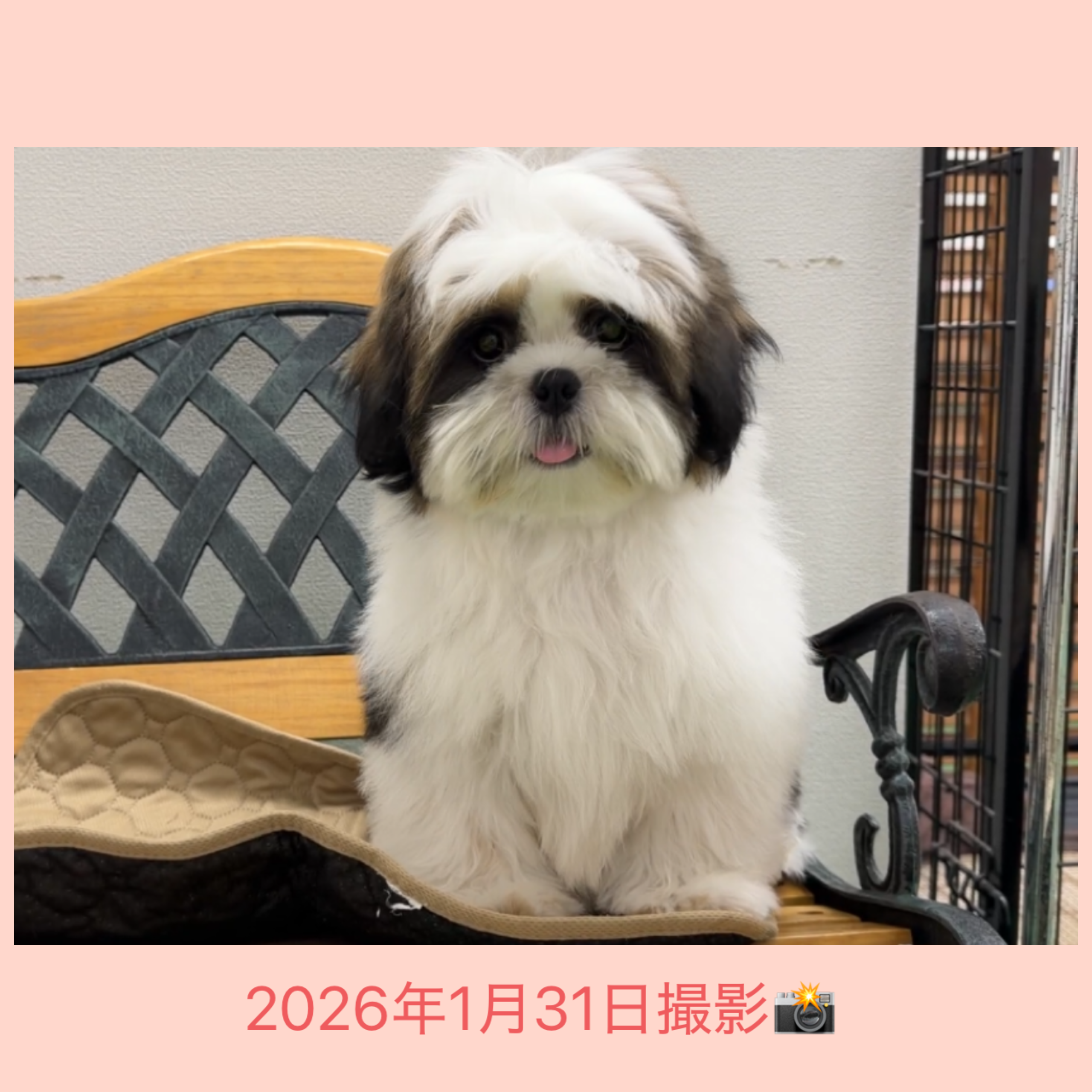 埼玉県のシーズー (かねだい桶川店/2025年9月16日生まれ/男の子/ホワイトブラックゴールド)の子犬の3枚目の画像