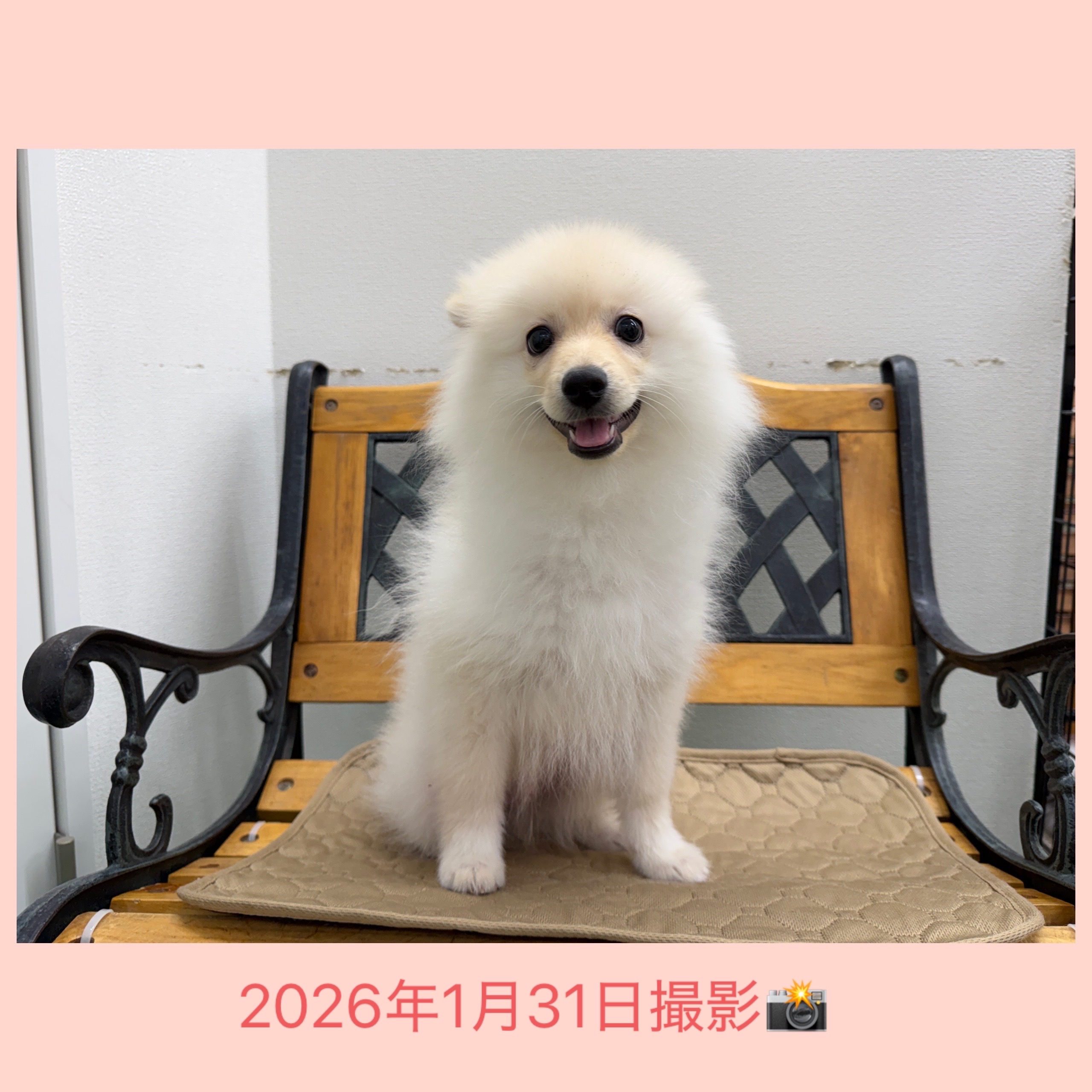 埼玉県のポメラニアン (かねだい桶川店/2025年9月23日生まれ/男の子/クリーム)の子犬の3枚目の画像