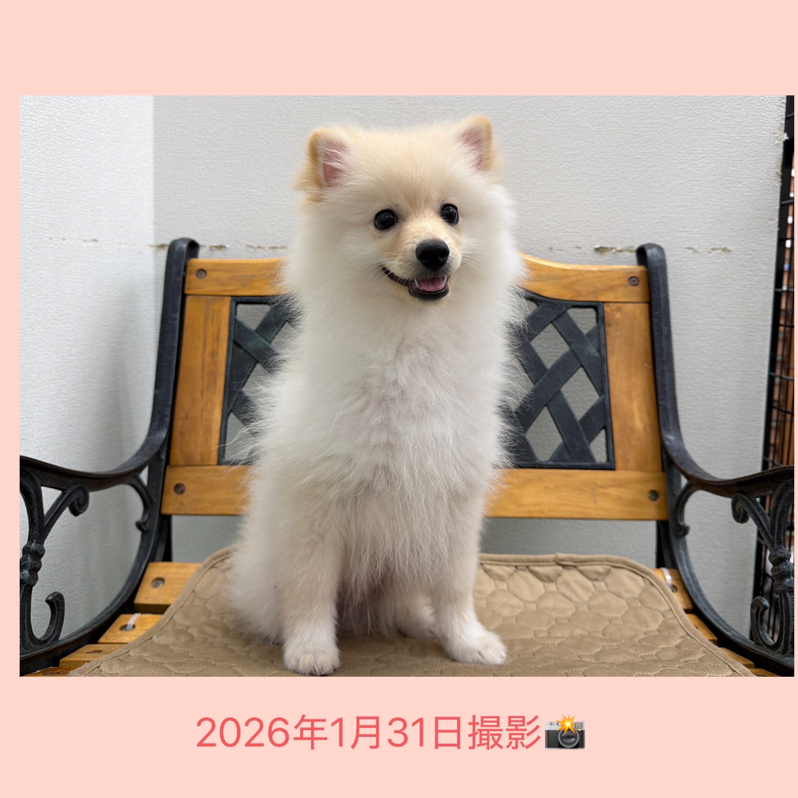 埼玉県のポメラニアン (かねだい桶川店/2025年9月23日生まれ/男の子/クリーム)の子犬の4枚目の画像