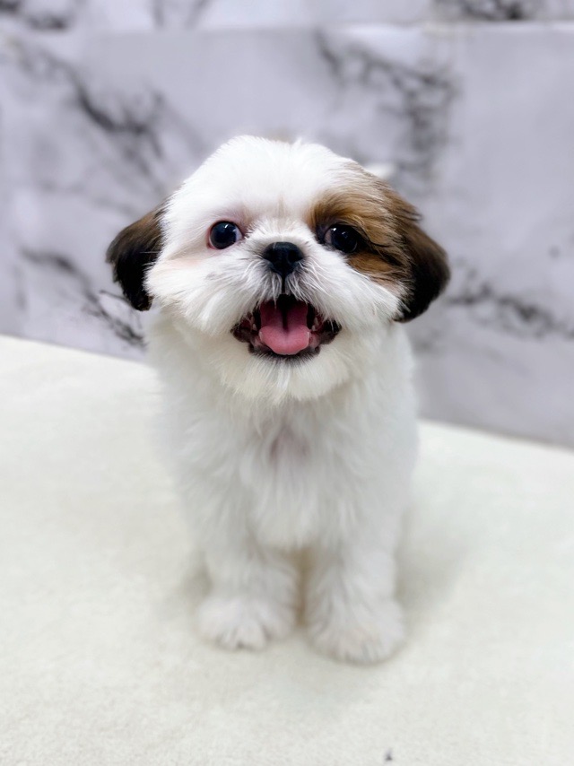 神奈川県のチワズー/チワシーズ(チワワ×シーズー) (かねだい東戸塚店/2025年11月6日生まれ/女の子/ホワイトゴールド)の子犬の2枚目の画像