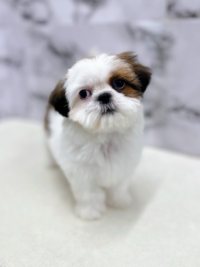 神奈川県のチワズー/チワシーズ(チワワ×シーズー) (かねだい東戸塚店/2025年11月6日生まれ/女の子/ホワイトゴールド)の子犬の3枚目の画像