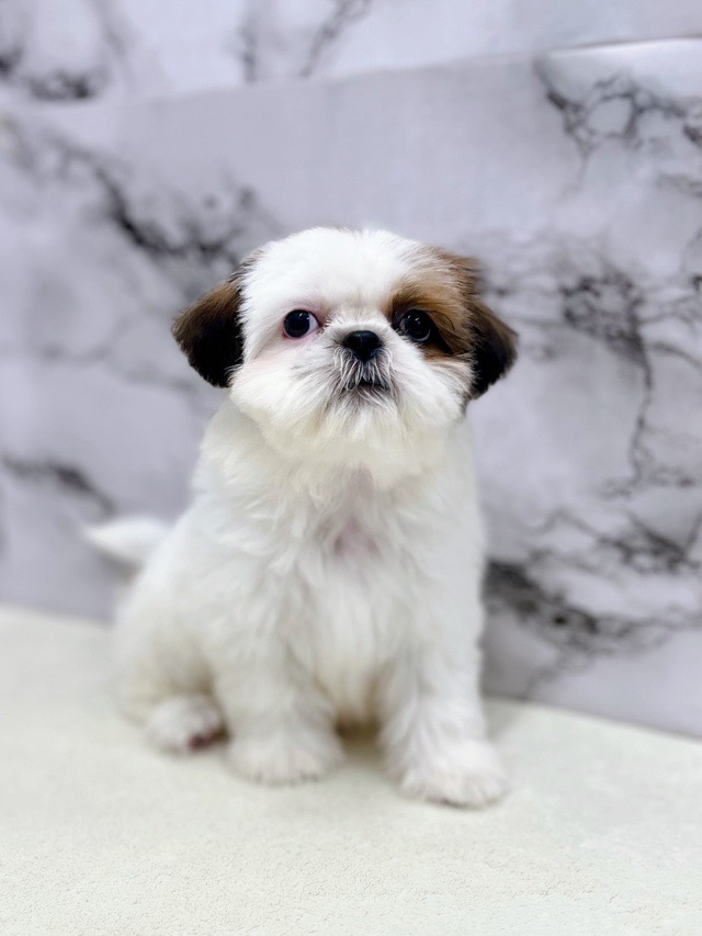 神奈川県のチワズー/チワシーズ(チワワ×シーズー) (かねだい東戸塚店/2025年11月6日生まれ/女の子/ホワイトゴールド)の子犬の4枚目の画像