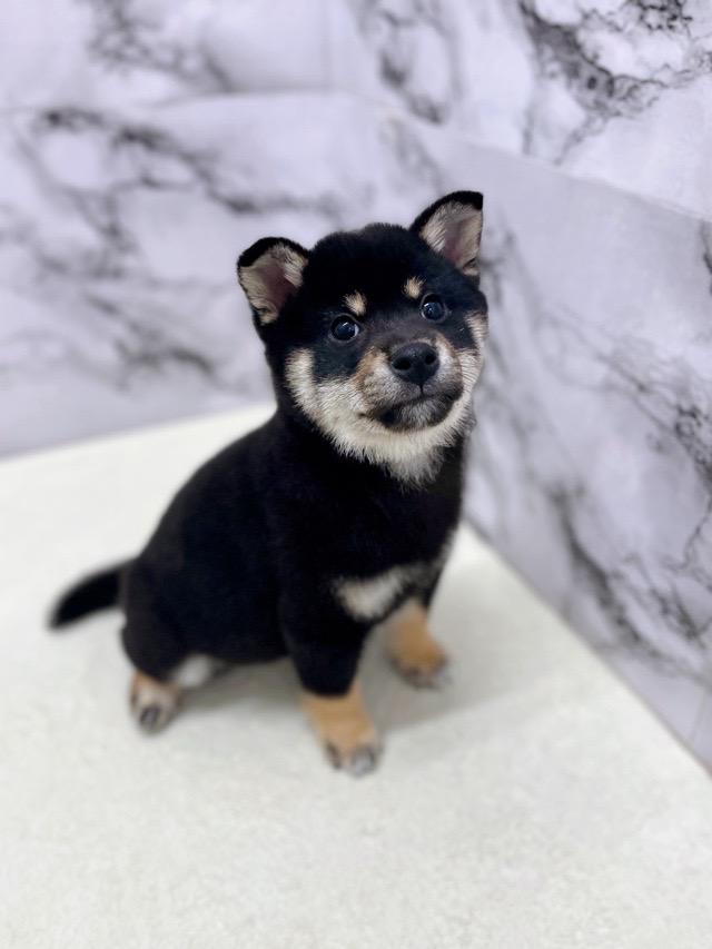 神奈川県の柴犬(標準サイズ) (かねだい東戸塚店/2025年11月16日生まれ/男の子/黒)の子犬の1枚目の画像