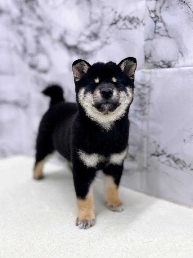 神奈川県の柴犬(標準サイズ) (かねだい東戸塚店/2025年11月16日生まれ/男の子/黒)の子犬の3枚目の画像