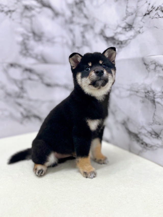 神奈川県の柴犬(標準サイズ) (かねだい東戸塚店/2025年11月16日生まれ/男の子/黒)の子犬の4枚目の画像