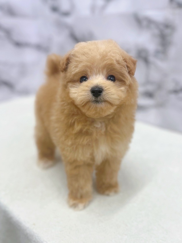 神奈川県のポメプー(ポメラニアン×プードル) (かねだい東戸塚店/2025年11月14日生まれ/男の子/アプリコット)の子犬の1枚目の画像