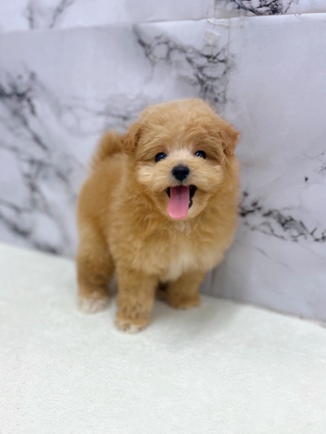 神奈川県のポメプー(ポメラニアン×プードル) (かねだい東戸塚店/2025年11月14日生まれ/男の子/アプリコット)の子犬の3枚目の画像