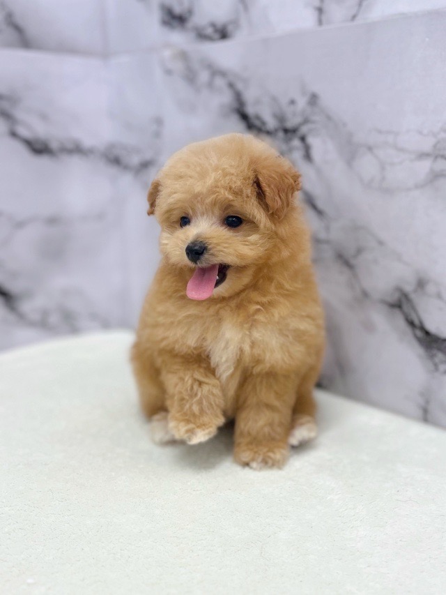 神奈川県のポメプー(ポメラニアン×プードル) (かねだい東戸塚店/2025年11月14日生まれ/男の子/アプリコット)の子犬の4枚目の画像