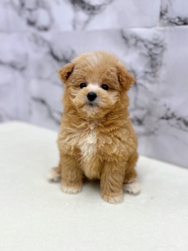 神奈川県のポメプー(ポメラニアン×プードル) (かねだい東戸塚店/2025年11月14日生まれ/男の子/アプリコット)の子犬の1枚目の画像