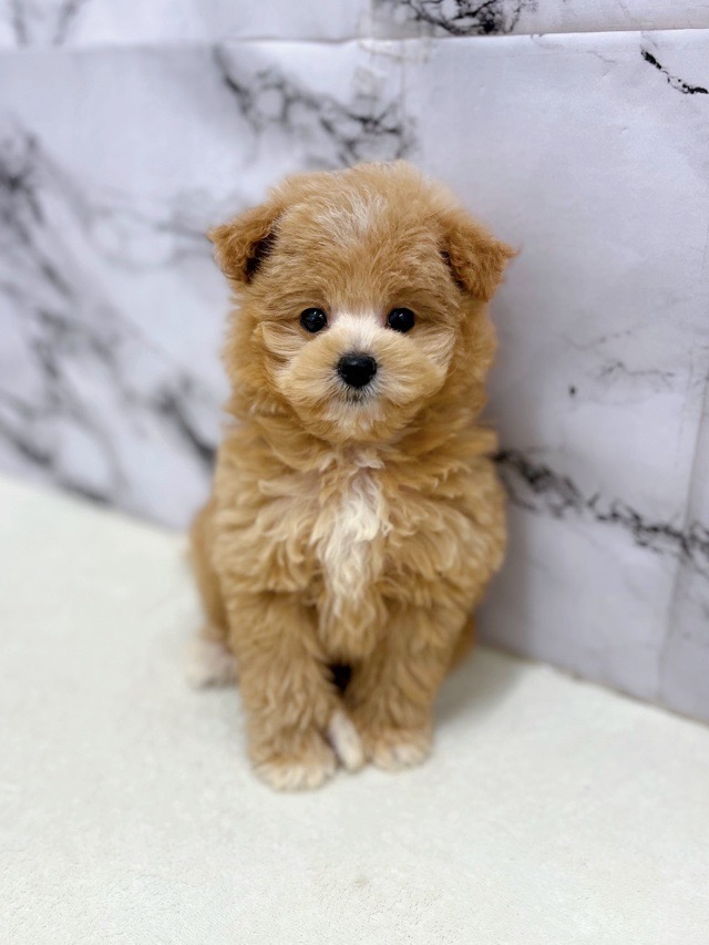 神奈川県のポメプー(ポメラニアン×プードル) (かねだい東戸塚店/2025年11月14日生まれ/男の子/アプリコット)の子犬の2枚目の画像