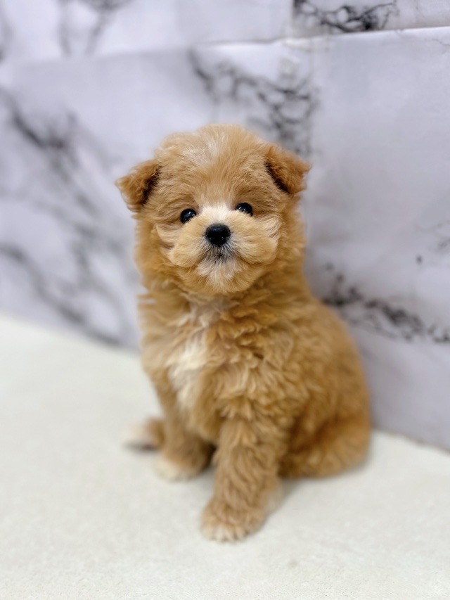 神奈川県のポメプー(ポメラニアン×プードル) (かねだい東戸塚店/2025年11月14日生まれ/男の子/アプリコット)の子犬の3枚目の画像