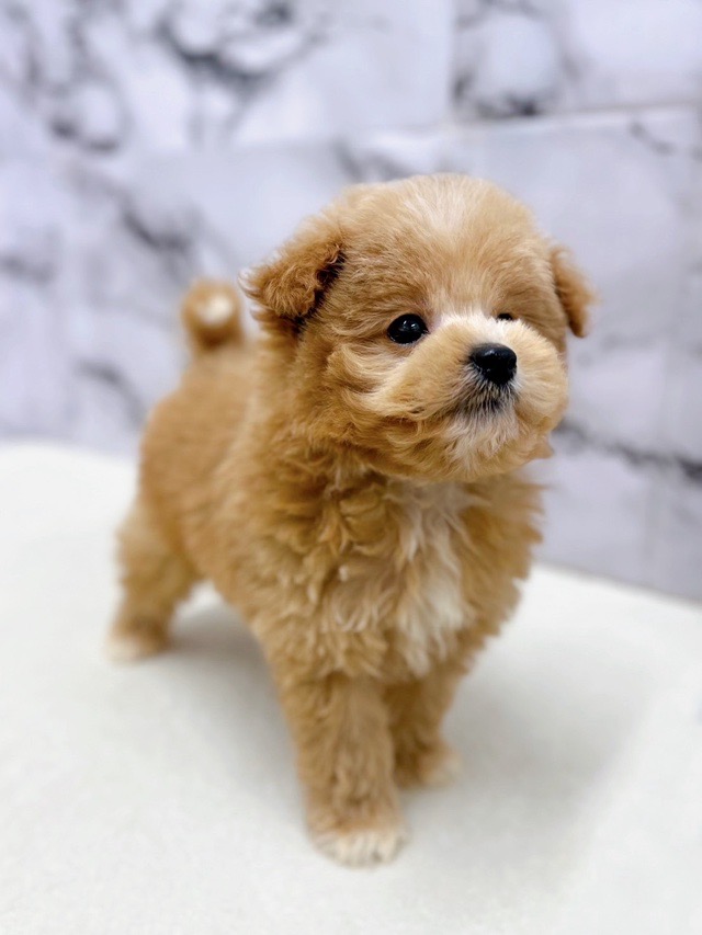 神奈川県のポメプー(ポメラニアン×プードル) (かねだい東戸塚店/2025年11月14日生まれ/男の子/アプリコット)の子犬の4枚目の画像