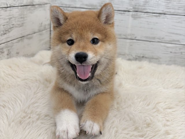 新潟県の柴犬(標準サイズ) (かねだいペットトライアル魚沼/2025年11月10日生まれ/女の子/赤)の子犬の1枚目の画像