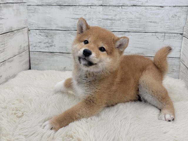 新潟県の柴犬(標準サイズ) (かねだいペットトライアル魚沼/2025年11月10日生まれ/女の子/赤)の子犬の3枚目の画像