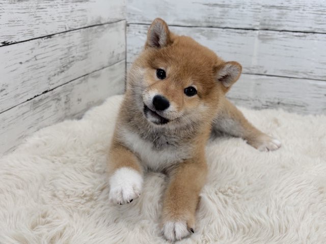 新潟県の柴犬(標準サイズ) (かねだいペットトライアル魚沼/2025年11月10日生まれ/女の子/赤)の子犬の4枚目の画像