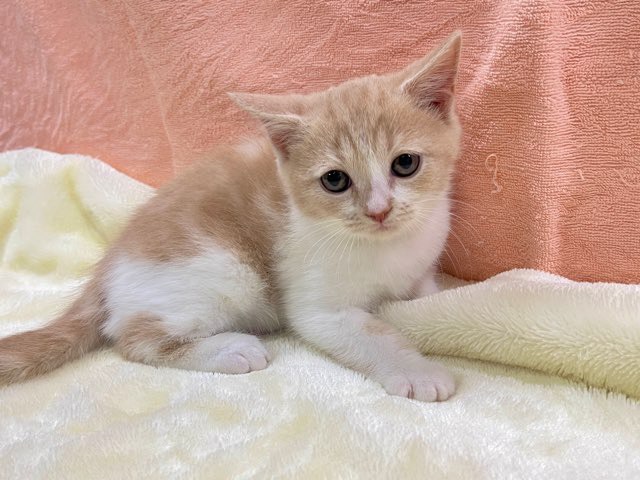 群馬県のスコティッシュフォールド (かねだいペットトライアル前橋/2025年12月2日生まれ/男の子/クリームホワイト)の子猫の3枚目の画像