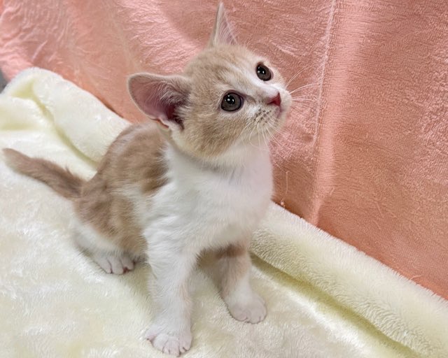 群馬県のスコティッシュフォールド (かねだいペットトライアル前橋/2025年12月2日生まれ/男の子/クリームホワイト)の子猫の4枚目の画像