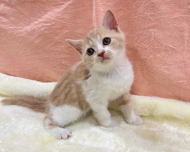 群馬県のスコティッシュフォールド (かねだいペットトライアル前橋/2025年12月2日生まれ/男の子/クリームホワイト)の子猫の1枚目の画像