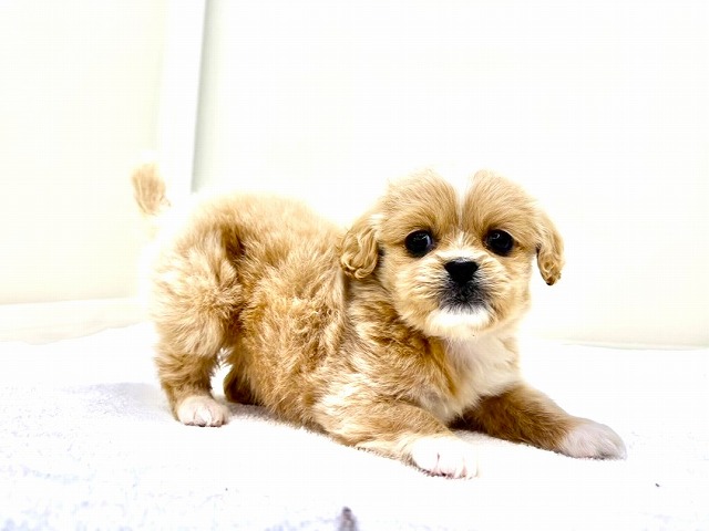 東京都のペキプー(ペキニーズ×プードル) (かねだい本町田店/2025年12月4日生まれ/女の子/アプリコットホワイト)の子犬の2枚目の画像