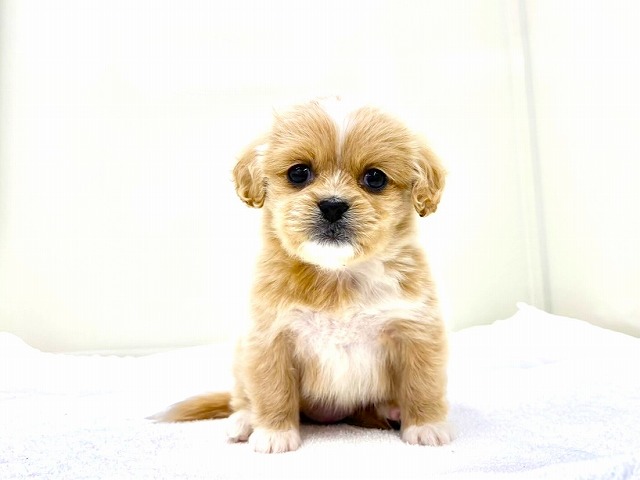 東京都のペキプー(ペキニーズ×プードル) (かねだい本町田店/2025年12月4日生まれ/女の子/アプリコットホワイト)の子犬の3枚目の画像