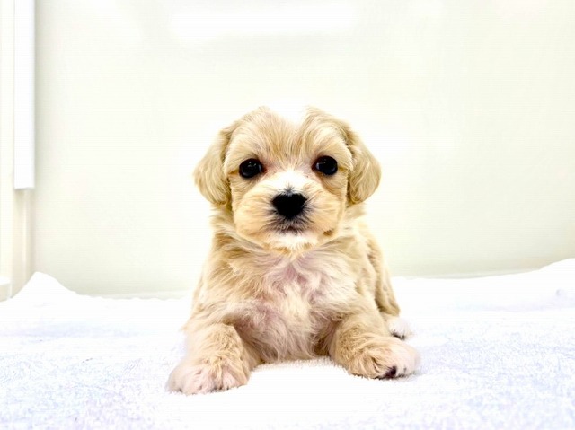 東京都のマルプー(マルチーズ×プードル) (かねだい本町田店/2025年12月5日生まれ/男の子/アプリコットホワイト)の子犬の1枚目の画像