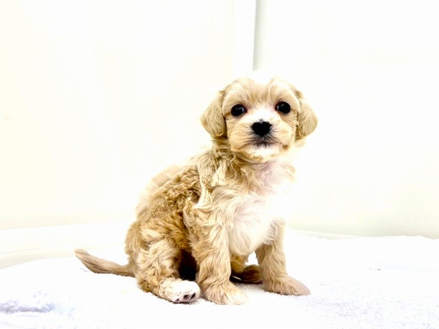 東京都のマルプー(マルチーズ×プードル) (かねだい本町田店/2025年12月5日生まれ/男の子/アプリコットホワイト)の子犬の2枚目の画像