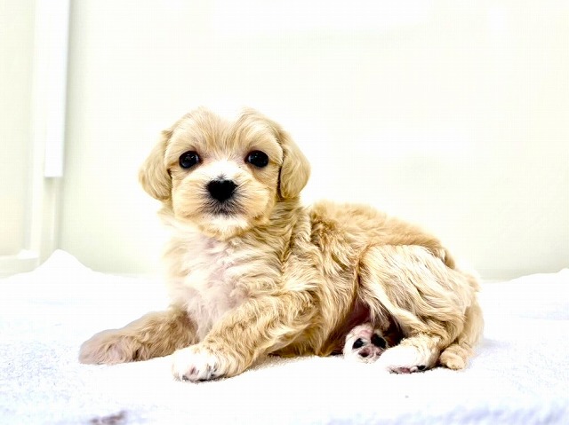 東京都のマルプー(マルチーズ×プードル) (かねだい本町田店/2025年12月5日生まれ/男の子/アプリコットホワイト)の子犬の3枚目の画像