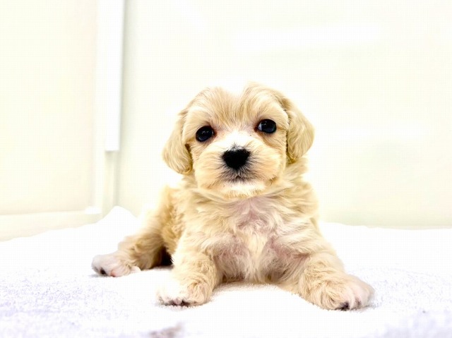 東京都のマルプー(マルチーズ×プードル) (かねだい本町田店/2025年12月5日生まれ/男の子/アプリコットホワイト)の子犬の4枚目の画像
