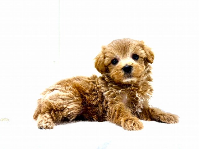 東京都のマルプー(マルチーズ×プードル) (かねだい本町田店/2025年12月6日生まれ/男の子/アプリコットホワイト)の子犬の1枚目の画像