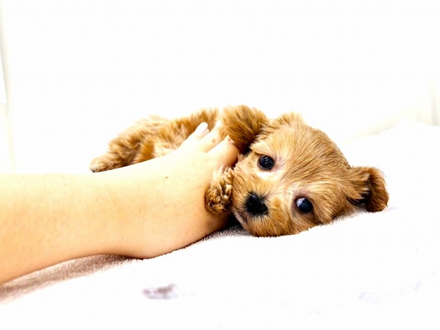 東京都のマルプー(マルチーズ×プードル) (かねだい本町田店/2025年12月6日生まれ/男の子/アプリコットホワイト)の子犬の4枚目の画像